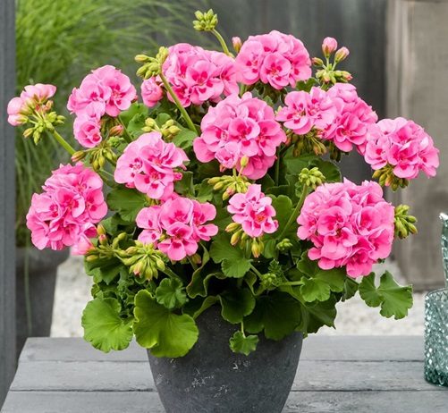 SAMO JEDAN SASTOJAK ĆE BITI POTREBAN DA VAM MUŠKATLE CVJETAJU DO OKTOBRA BOGATIM CVATOM