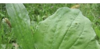 BOKVICA – Melem za lice, zaštita za pluća, protiv čireva, za liječenje žlijezda i hemoroida