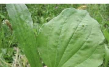 BOKVICA – Melem za lice, zaštita za pluća, protiv čireva, za liječenje žlijezda i hemoroida