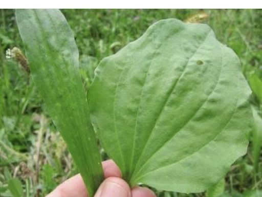 BOKVICA – Melem za lice, zaštita za pluća, protiv čireva, za liječenje žlijezda i hemoroida