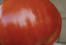 SVI SU POLUDJELI ZA PARADAJZ DIJETOM: Za 7 dana se gubi 10 KILOGRAMA, a tek da čujete KOLIKO MRŠAVITE ZA 3 DANA