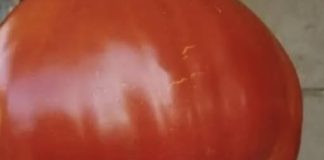 SVI SU POLUDJELI ZA PARADAJZ DIJETOM: Za 7 dana se gubi 10 KILOGRAMA, a tek da čujete KOLIKO MRŠAVITE ZA 3 DANA