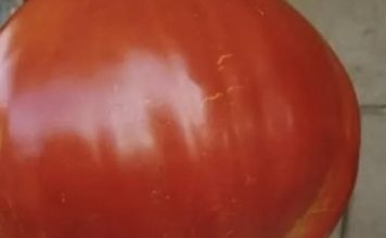 SVI SU POLUDJELI ZA PARADAJZ DIJETOM: Za 7 dana se gubi 10 KILOGRAMA, a tek da čujete KOLIKO MRŠAVITE ZA 3 DANA