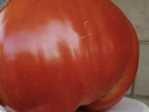 SVI SU POLUDJELI ZA PARADAJZ DIJETOM: Za 7 dana se gubi 10 KILOGRAMA, a tek da čujete KOLIKO MRŠAVITE ZA 3 DANA