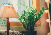 Zamija se ne stavlja bilo gdje: Vjeruje se da samo jedno mjesto u domu privlači sreću i bogatstvo