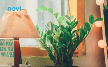 Zamija se ne stavlja bilo gdje: Vjeruje se da samo jedno mjesto u domu privlači sreću i bogatstvo