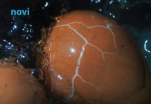 Kako da jaja ne popucaju u toku kuhanja: Trikovi iskusnih domaćica garantuju uspjeh