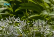 Čisti krv i obara pritisak, a raste svuda oko nas: Ovo je najvažnija biljka koju možete jesti sada