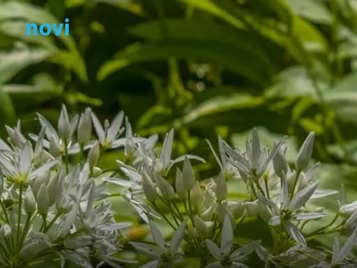 Čisti krv i obara pritisak, a raste svuda oko nas: Ovo je najvažnija biljka koju možete jesti sada