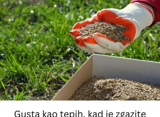 Gusta kao tepih, kad je zgazite miluje i bosa stopala: Saveti za sadnju i održavanje travnjaka da bude najlepši u ulici