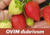 OVIM đubrivom prihranite jagode na početku marta za obilje krupnih plodova