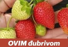 OVIM đubrivom prihranite jagode na početku marta za obilje krupnih plodova