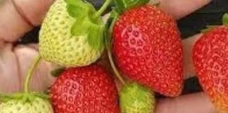 OVIM đubrivom prihranite jagode na početku marta za obilje krupnih plodova