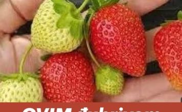 OVIM đubrivom prihranite jagode na početku marta za obilje krupnih plodova