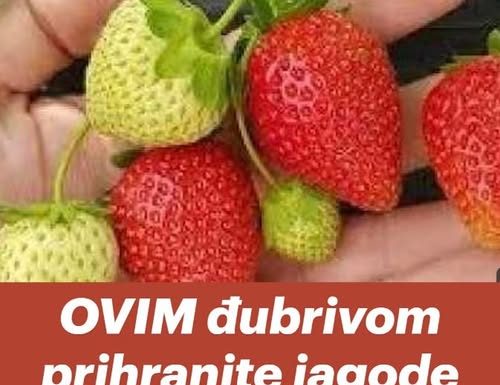 OVIM đubrivom prihranite jagode na početku marta za obilje krupnih plodova