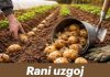 Rani uzgoj krompira – TRIKOVI za veći i raniji prinos!