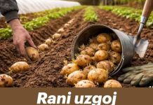 Rani uzgoj krompira – TRIKOVI za veći i raniji prinos!
