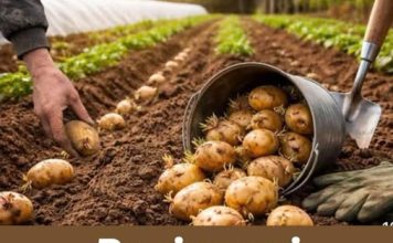 Rani uzgoj krompira – TRIKOVI za veći i raniji prinos!