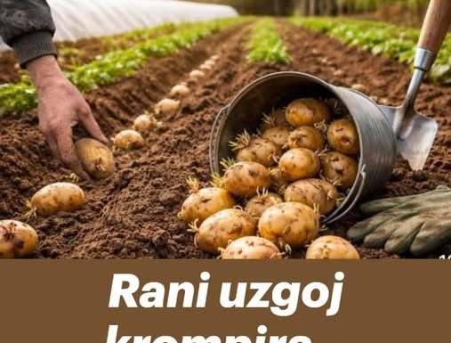 Rani uzgoj krompira – TRIKOVI za veći i raniji prinos!
