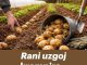 Rani uzgoj krompira – TRIKOVI za veći i raniji prinos!