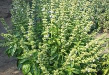 GASTRITIS, GASOVI, BOLNO MOKRENJE? Potražite pomoć u ovoj biljci i nećete se pokajati