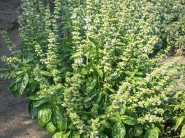 GASTRITIS, GASOVI, BOLNO MOKRENJE? Potražite pomoć u ovoj biljci i nećete se pokajati