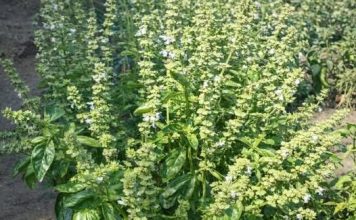 GASTRITIS, GASOVI, BOLNO MOKRENJE? Potražite pomoć u ovoj biljci i nećete se pokajati