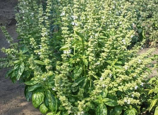 GASTRITIS, GASOVI, BOLNO MOKRENJE? Potražite pomoć u ovoj biljci i nećete se pokajati