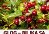 GLOG – BILJKA SA NAJJAČIM SMIRUJUĆIM DEJSTVOM: Uspješno izbacuje i višak vode iz cjelokupnog organizma…