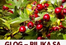 GLOG – BILJKA SA NAJJAČIM SMIRUJUĆIM DEJSTVOM: Uspješno izbacuje i višak vode iz cjelokupnog organizma…