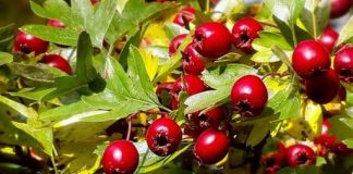 GLOG – BILJKA SA NAJJAČIM SMIRUJUĆIM DEJSTVOM: Uspješno izbacuje i višak vode iz cjelokupnog organizma…