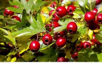 GLOG – BILJKA SA NAJJAČIM SMIRUJUĆIM DEJSTVOM: Uspješno izbacuje i višak vode iz cjelokupnog organizma…