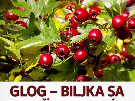 GLOG – BILJKA SA NAJJAČIM SMIRUJUĆIM DEJSTVOM: Uspješno izbacuje i višak vode iz cjelokupnog organizma…