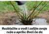 Razblažite u vodi i zalijte svoje ruže u aprilu: Doći će do bukvalne EKSPLOZIJE cvijeća!
