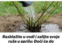Razblažite u vodi i zalijte svoje ruže u aprilu: Doći će do bukvalne EKSPLOZIJE cvijeća!