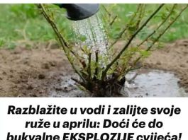 Razblažite u vodi i zalijte svoje ruže u aprilu: Doći će do bukvalne EKSPLOZIJE cvijeća!