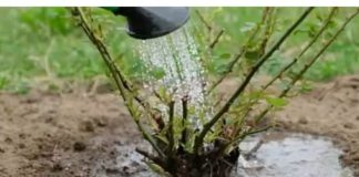 Razblažite u vodi i zalijte svoje ruže u aprilu: Doći će do bukvalne EKSPLOZIJE cvijeća!