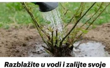 Razblažite u vodi i zalijte svoje ruže u aprilu: Doći će do bukvalne EKSPLOZIJE cvijeća!