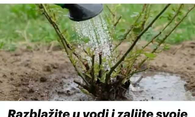 Razblažite u vodi i zalijte svoje ruže u aprilu: Doći će do bukvalne EKSPLOZIJE cvijeća!