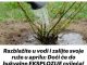 Razblažite u vodi i zalijte svoje ruže u aprilu: Doći će do bukvalne EKSPLOZIJE cvijeća!