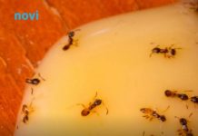 U aprilu su faraonski (žuti) mravi pojačali aktivnost: Kako ih se riješiti?