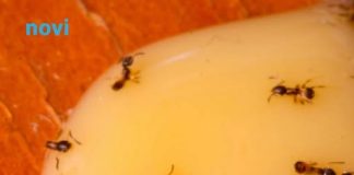 U aprilu su faraonski (žuti) mravi pojačali aktivnost: Kako ih se riješiti?