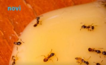 U aprilu su faraonski (žuti) mravi pojačali aktivnost: Kako ih se riješiti?