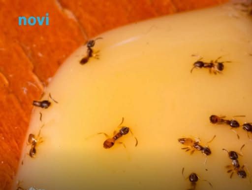 U aprilu su faraonski (žuti) mravi pojačali aktivnost: Kako ih se riješiti?