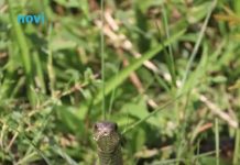 Ovo zmije ne podnose: Samo pospite ovo i odlaze glavom bez obzira