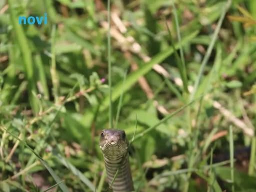 Ovo zmije ne podnose: Samo pospite ovo i odlaze glavom bez obzira