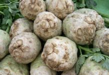 Čudesni napitak od celera: topi kamenac, uklanja holesterol i olakšava probavu