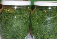 EVO KOLIKO JE ZDRAV KOPAR (MIROĐIJA): Zaboravljeni narodni lijek koji oporavlja organizam