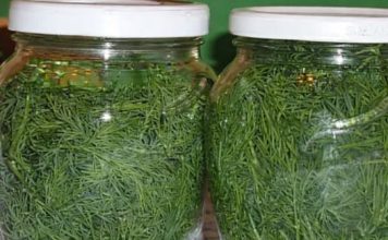 EVO KOLIKO JE ZDRAV KOPAR (MIROĐIJA): Zaboravljeni narodni lijek koji oporavlja organizam