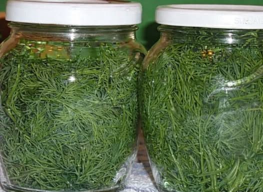 EVO KOLIKO JE ZDRAV KOPAR (MIROĐIJA): Zaboravljeni narodni lijek koji oporavlja organizam